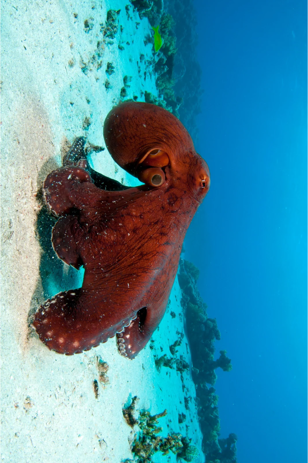 Red Octopus